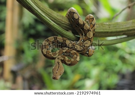 indonesian platinum reticulated phyton hanging in the tree waiting for food, bluur background  Royalty-Free Stock Photo #2192974961
