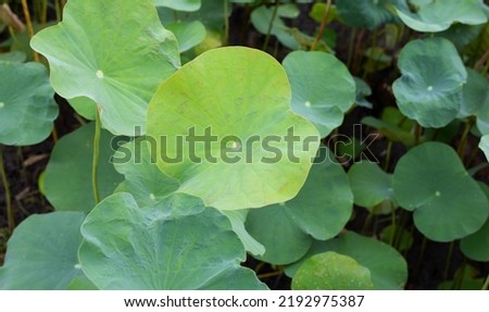 Leaves of lotus in the pond