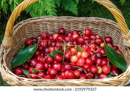 wooden wicker basket with harvest of ripe cherry under green picea tree in the home garden, concept of healthy eating, diet and lifestyle nutrition. Beautiful photography for web site, blog, magazine 