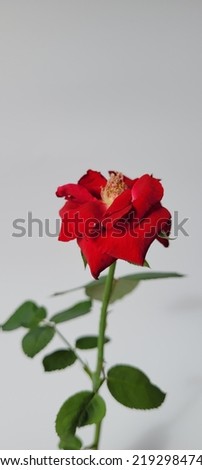 single wilted red rose on white background