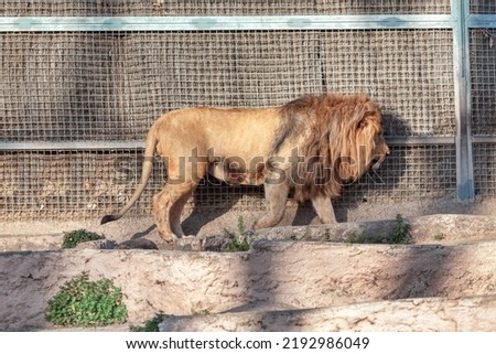 Wild lion in cage . Carnivorous mammal . Animal in prison  Royalty-Free Stock Photo #2192986049