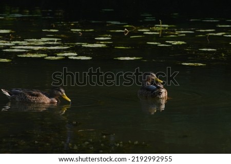 swimming on the river of ducks in water lilies