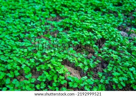 Summer green grass closeup. Agricultural field with plants in the sun. Background for graphic design of agro booklet.