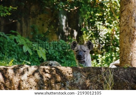 close up face of hyena and eye looking to hunting. Select and soft focus.