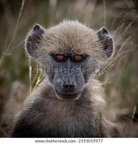 a young chacma baboon making eye contact