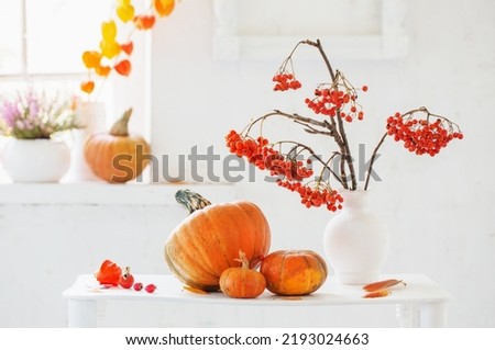 autumn  natural decor with pumpkins  and rowan berries on white background