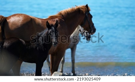 Close-up of a horse and a black foal on the seashore on a sunny day