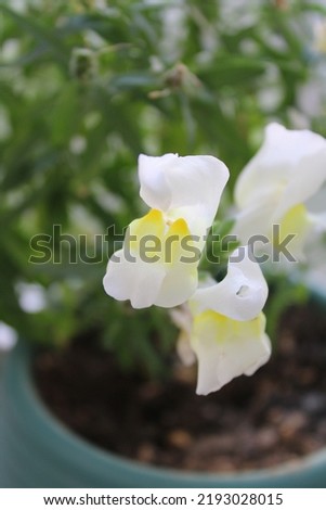 white snapdragon or Antirrhinum Majus flowers