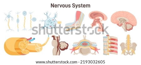 Human nervous system organs set. Parasympathetic and sympathetic nerves, brain and spinal cord. Nerve structure, neuron anatomy. Flat vector illustration Royalty-Free Stock Photo #2193032605