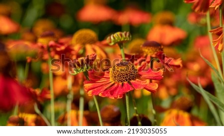 Beautiful autumn orange flowers. Bush Helenium autumnale. Floral background for design. Shallow depth of field. Royalty-Free Stock Photo #2193035055