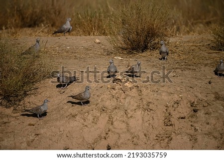Streptopelia turtur - The European turtle dove is a species of columbiform bird in the Columbidae family.