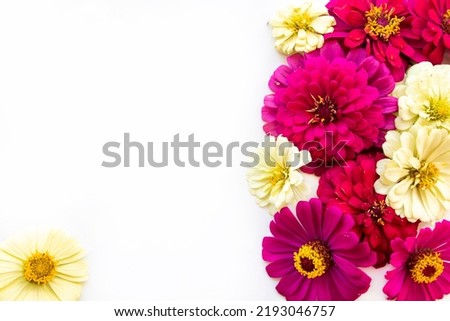 colorful pink, yellow flowers zinnia elegans arrangement flat lay postcard style on background white 