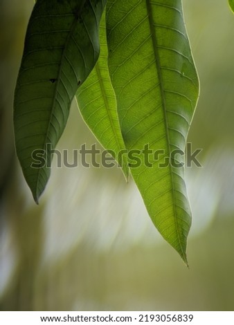 Green manga leaves with creamy blur bokeh on background at the garden