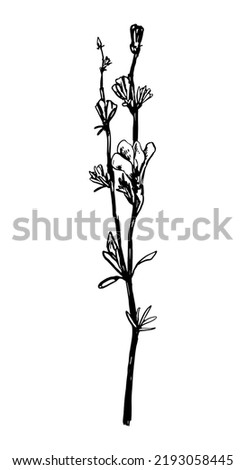 Chicory flower wild plant retro ink sketch. Hand drawn vector illustration of medical herbs. Botanical clipart isolated on white background.
