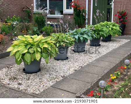 Large pots with "hosta plantaginea" standing on pebbles decorate the house entrance Royalty-Free Stock Photo #2193071901