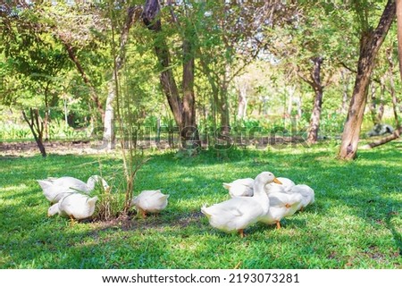 Flock of  Yi Liang ducks, the body is white and yellow platypuses which they are eating their food while walk in the green garden.