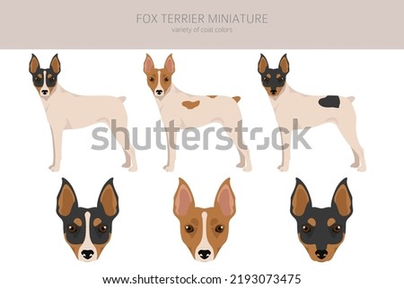 Fox Terrier miniature clipart. Different coat colors set.  Vector illustration