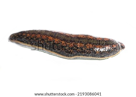 Medical leech close-up on white background. Leeches for hirudo therapy Royalty-Free Stock Photo #2193086041