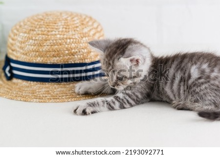 A small, beautiful striped gray-white kitten is playing next to a straw hat. Selective focus