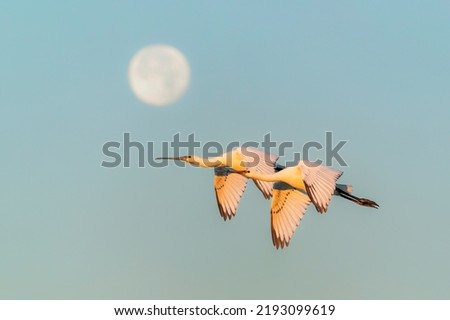 Two Beautiful juvenile Eurasian Spoonbill or common spoonbill (Platalea leucorodia) in flight and full moon in the background. Gelderland in the Netherlands.                                  