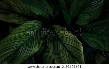 Closeup green leaves of tropical plant in garden. Dense dark green leaf with beauty pattern texture background. Green leaves for spa background. Green wallpaper. Top view ornamental plant in garden.