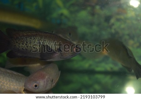 A few climbing perch or Anabas testudineus in aquarium Royalty-Free Stock Photo #2193103799