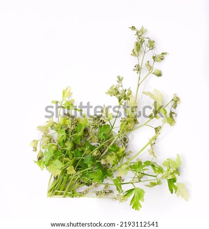 Withered bunch of parsley, coriander, isolated. Faded herbal leaves on a white background. Royalty-Free Stock Photo #2193112541