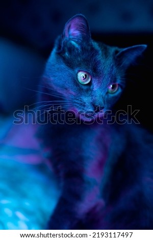 beautiful gray russian blue cat with yellow-green eyes