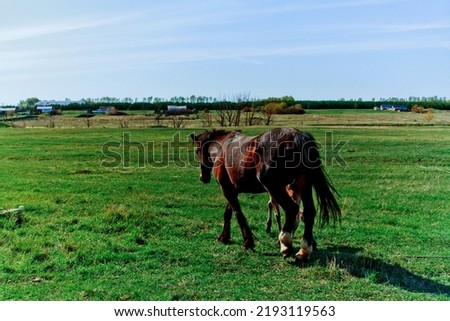 A beautiful horse with a foal in the field. against the background of nature. A herd of horses, mares grazing in a green meadow. Beautiful mane. They eat grass. Close-up. 