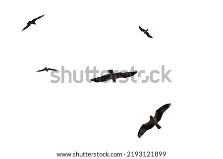 A flying eagel isolated on a white backgound. 