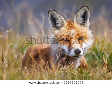 beautiful red fox (vulpes vulpes) lying in high alpine grass in Valais Royalty-Free Stock Photo #2193129225