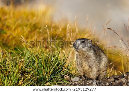 a young marmot in morning light at Gemmi Pass in Valais Royalty-Free Stock Photo #2193129277