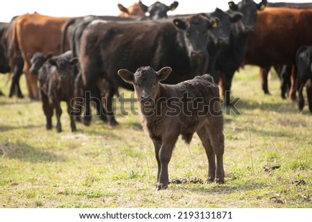  portrait of angus calves in the field Royalty-Free Stock Photo #2193131871