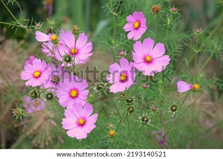 Pretty pink cosmos in flower.  Royalty-Free Stock Photo #2193140521