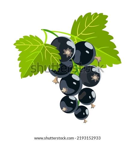 Branch of black currant with ripe berries. Vector image isolated on white background Royalty-Free Stock Photo #2193152933