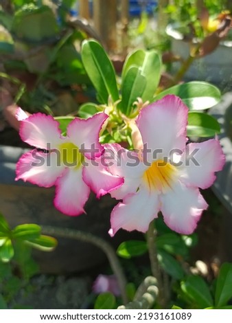 Adenium Obesum is a Species of Frangipani Flower