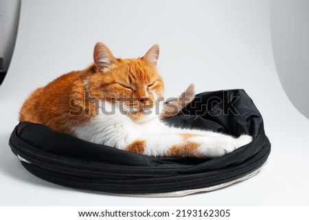 Studio portrait of adorable funny red and white cat, chilling on black studio reflector. Close-up view.