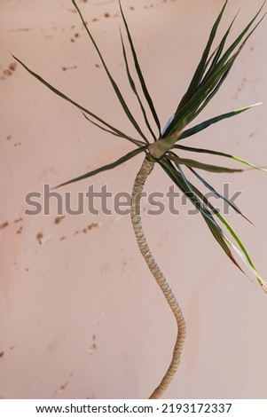 Tropical exotic palm leaves on soft pastel pink background. Aesthetic minimal floral composition