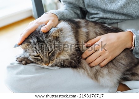 Close-up of gray fluffy cat sleeping on  human's lap, hands stroking cat's fur. Love and care for pets, teenager and cat friends spend time together Royalty-Free Stock Photo #2193176717