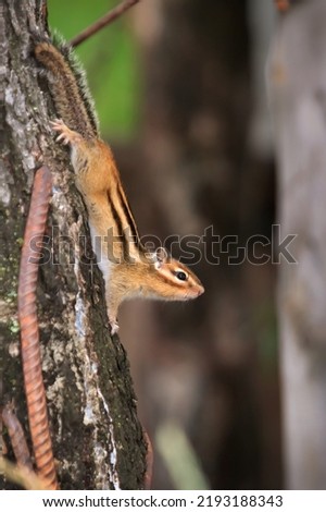 Small beautiful chipmunk in the forest on a tree