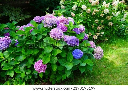  Hydrangea flowers - Hydrangea macrophylla - Beautiful bush of  in a garden  Royalty-Free Stock Photo #2193195199