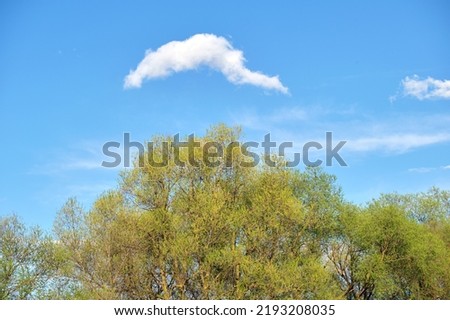 White cloud in blue sky over green tree top on sunny summer or spring day