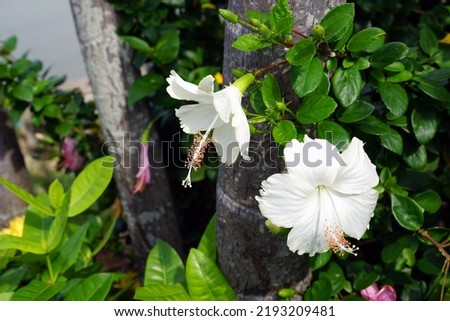 white hibiscus flowers on the green background of the bush. focus White hibiscus flowers on the green background of the bush, focusing on the flowers.                               