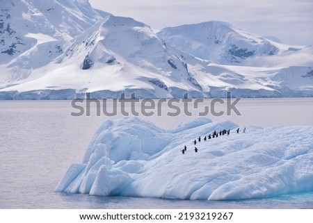 Penguins on an iceberg in Antarctica with glacier covered mountains in the background