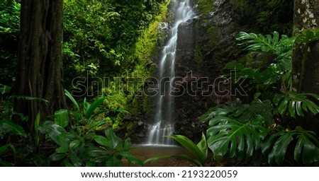 Waterfall in the rain forest