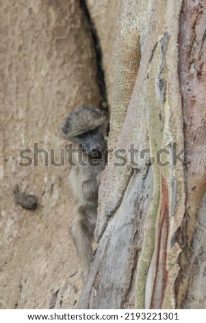 Chacma baboon standing halfway up a tree trunk