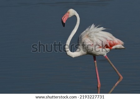 Flamingos or flamingoes are a type of wading bird in the family Phoenicopteridae, which is the only extant family in the order Phoenicopteriformes. Phoenicopterus roseus.