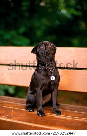 The pug dog is six months old. He is sitting on a bench. The dog is black. He looks up against a background of blurred green trees. The photo is blurred