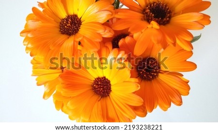 Calendula flower in orange color. Medicinal plant

