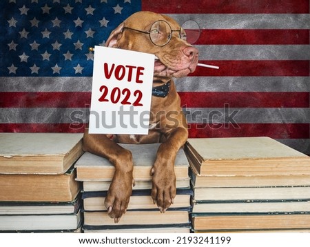 United States Elections. Lovable, pretty dog holding an American Flag. Closeup, indoors. Studio photo. Pet care concept. Beautiful invitation card for election day on the background of the US Flag